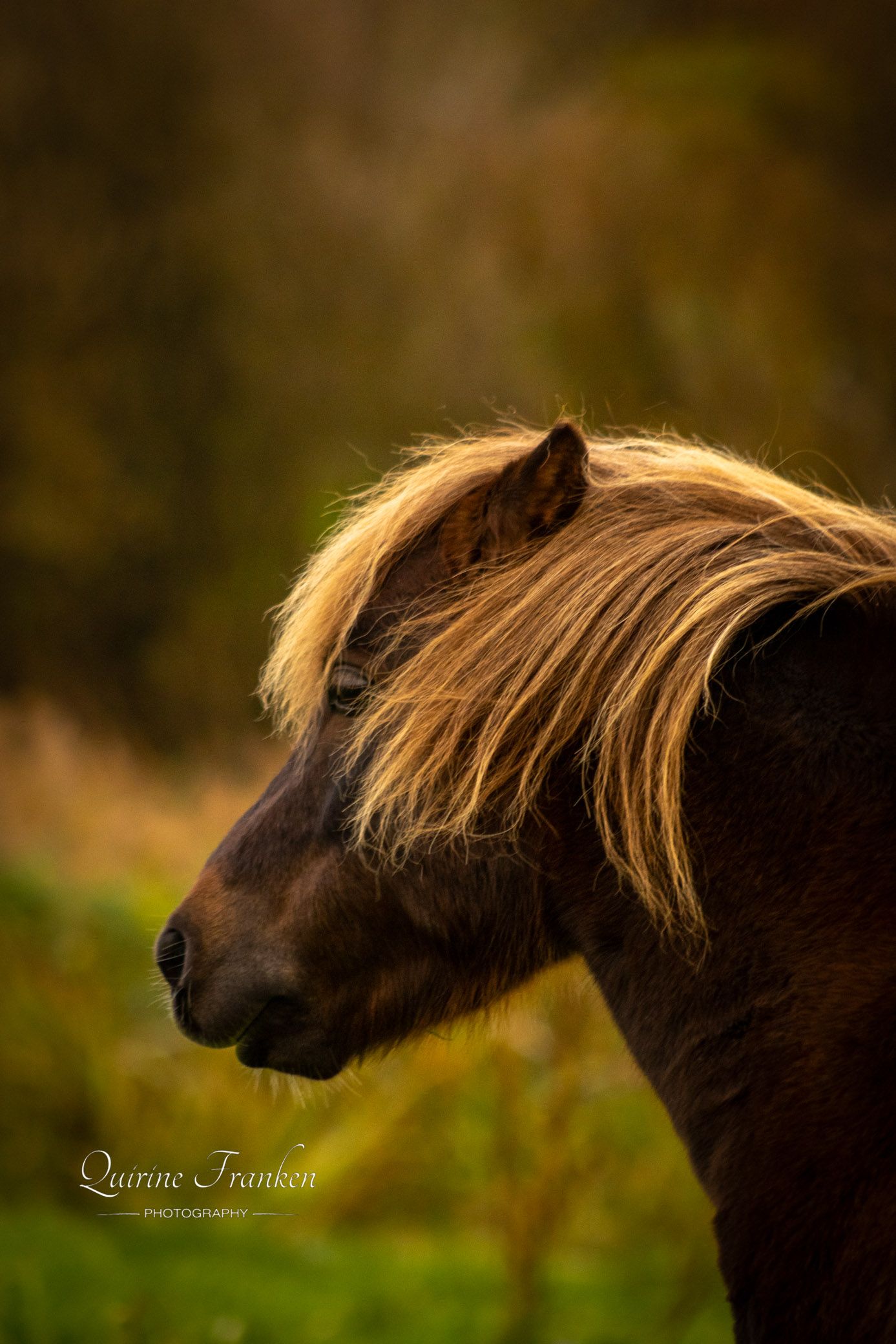 A shetland pony as horse portrait photography model