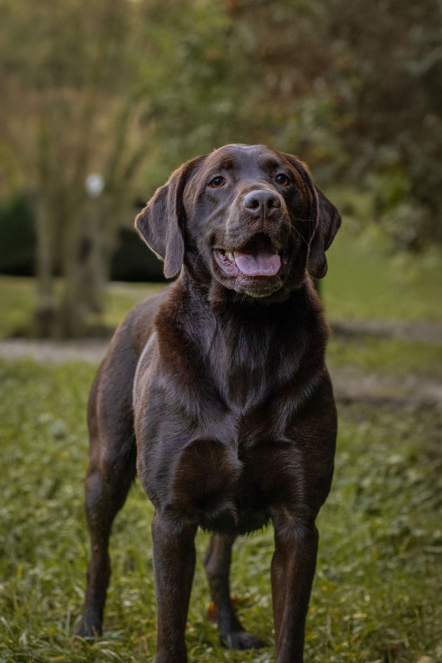 Creative dog photoshoot with brown Labrador in portrait