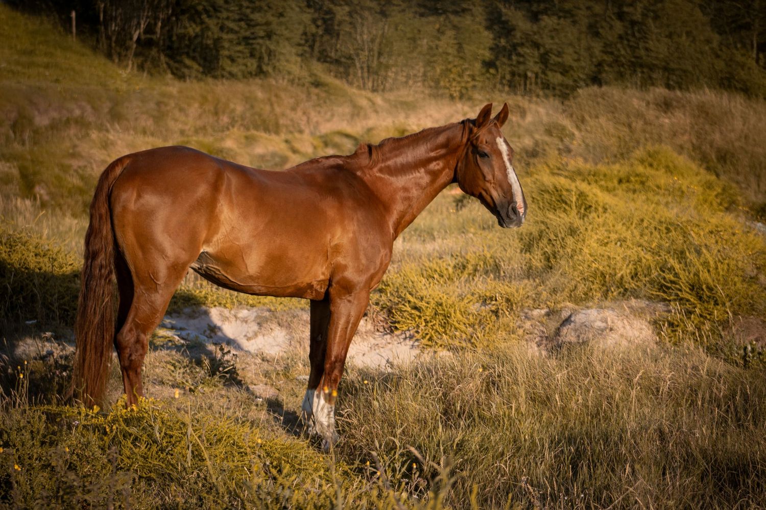 Chesnut horse in dunes captured by County Cork horse photographer Quirine Franken