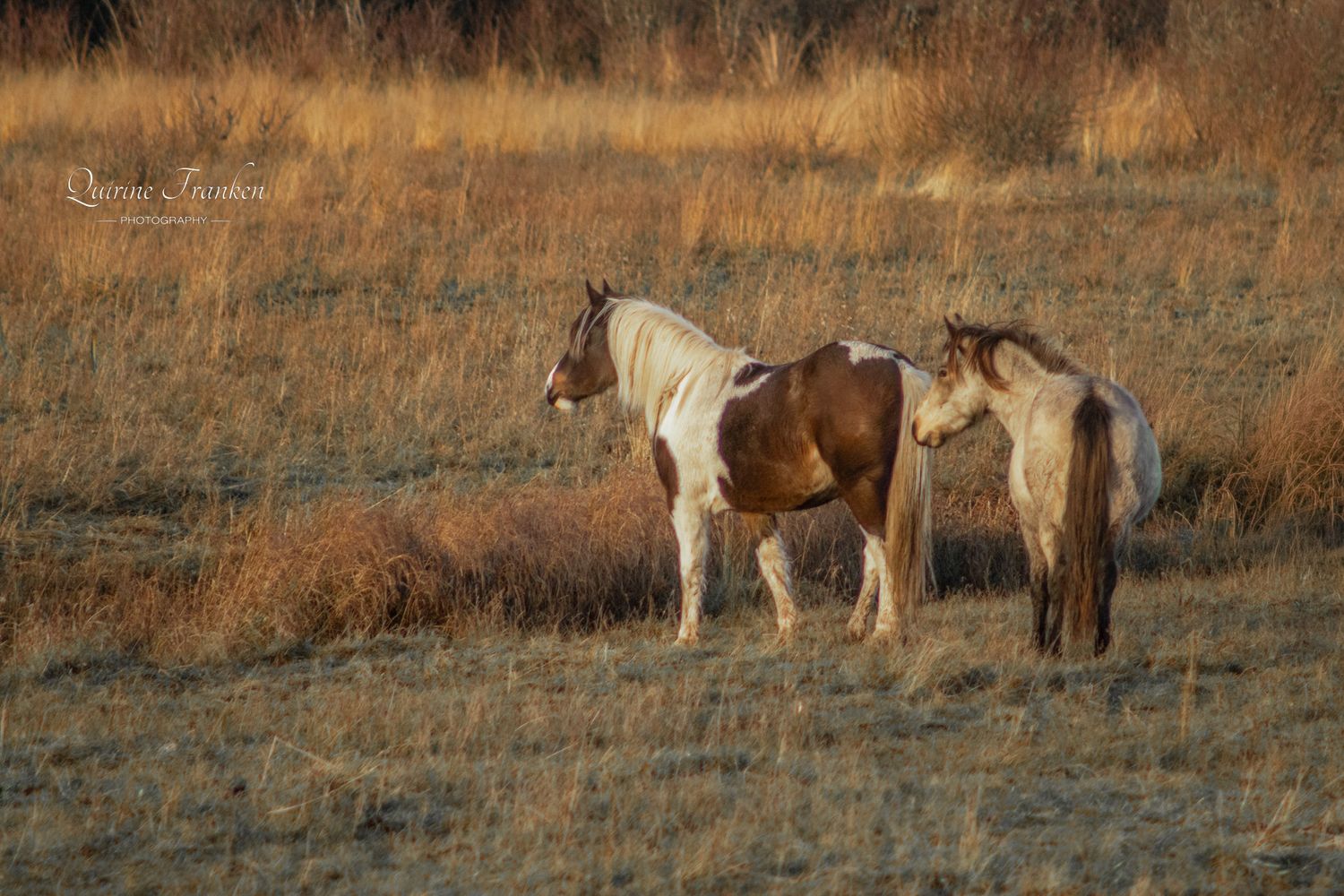 Colored Irish wild horse wall art prints are available