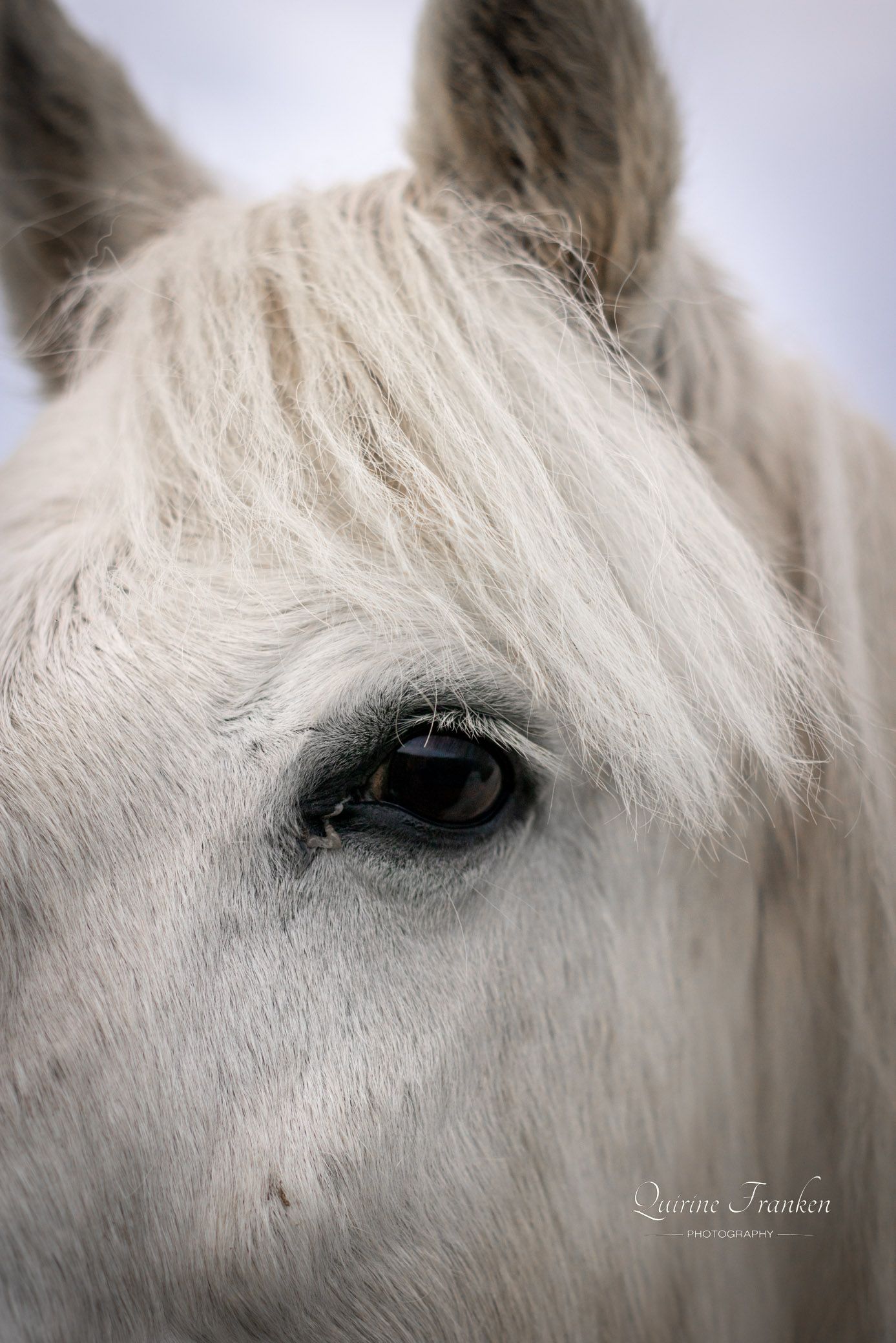 Horse eye in close up