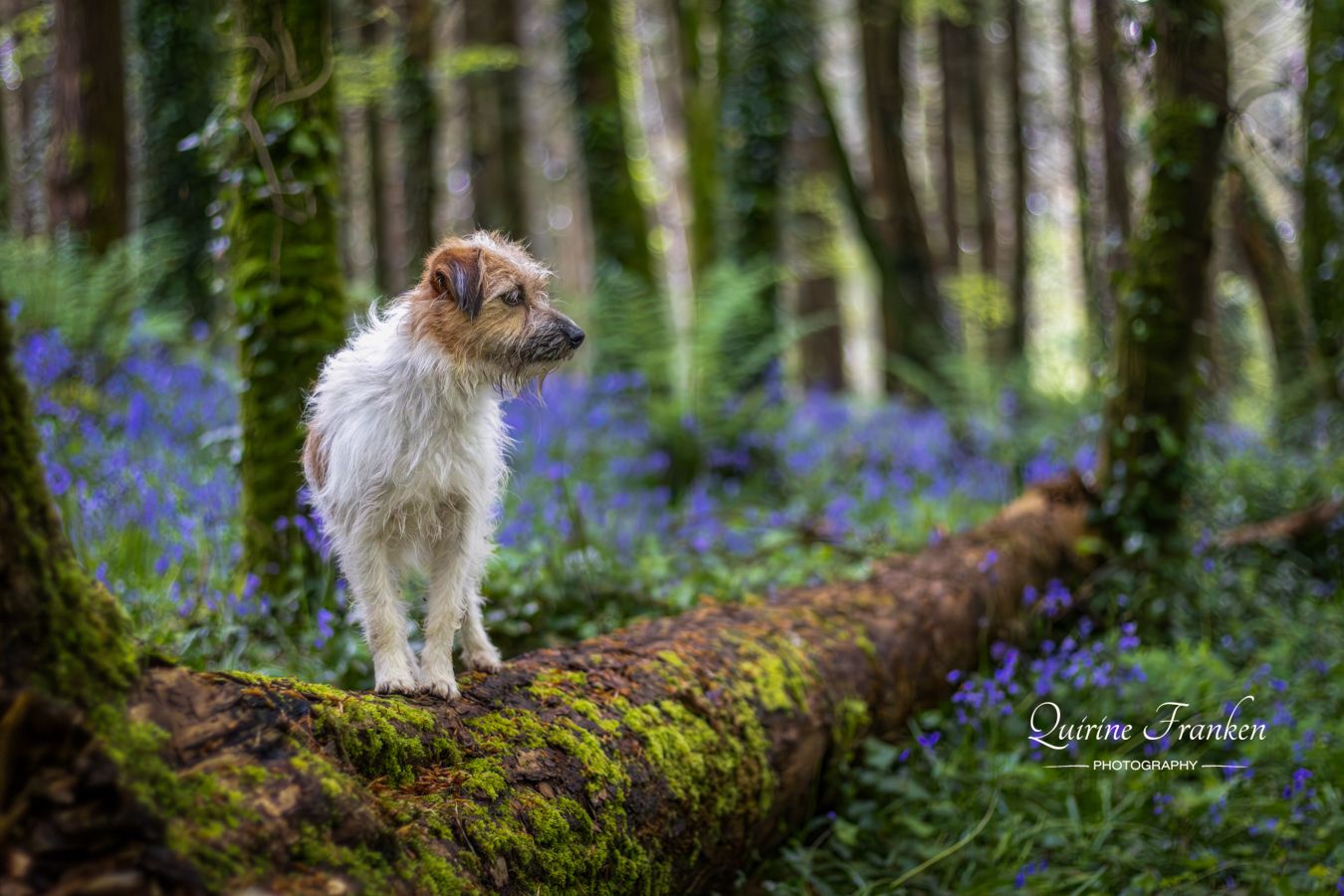 Jack Russel terrier standing on a tree in bluebell forest while posing for  a dog photoshoot in West Cork