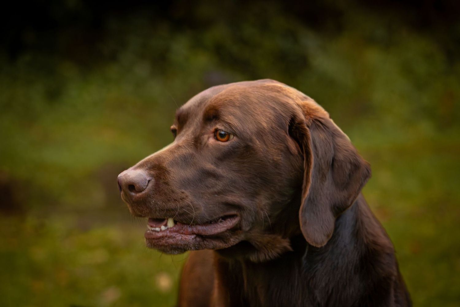 Brown Labrador head posing in a creative dog photoshoot