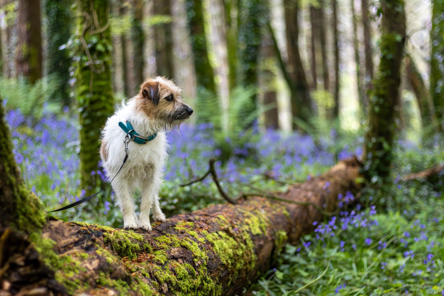 Before editing example of a dog photoshoot in West Cork