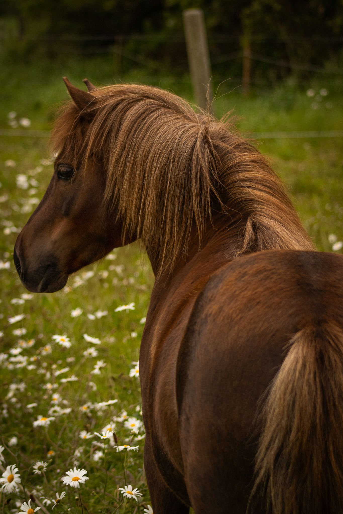 Dog & Horse photographer West Cork, Ireland