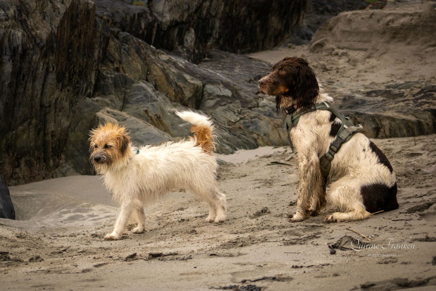 Adopted Irish rescue dog Springer Spaniël and new Jack Russel sister