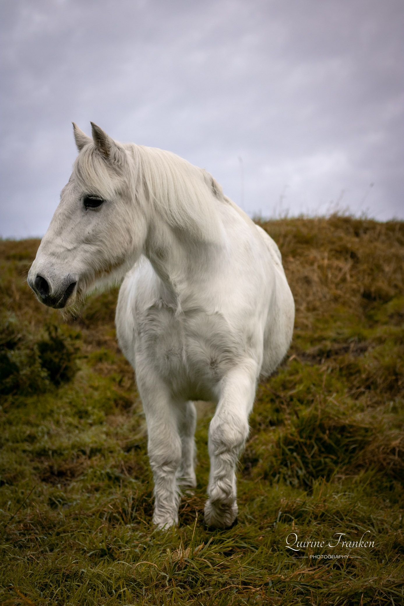 Grey horse walking through a field