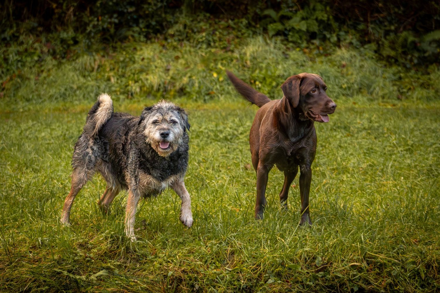 Two dogs standing in a green field for a creative dog photoshoot