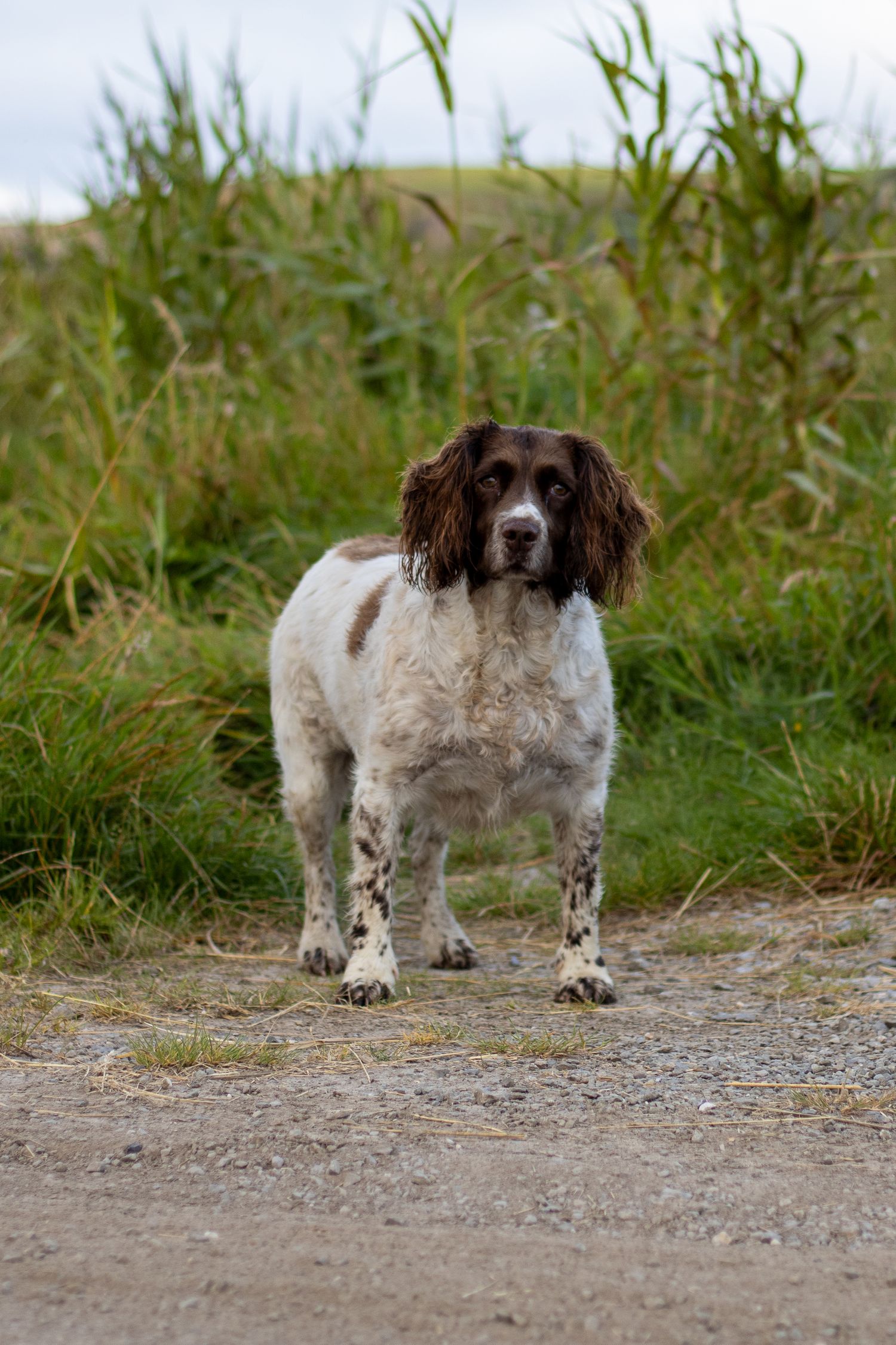 Springer Spaniel in the grass captured by a pet photographer in County Cork