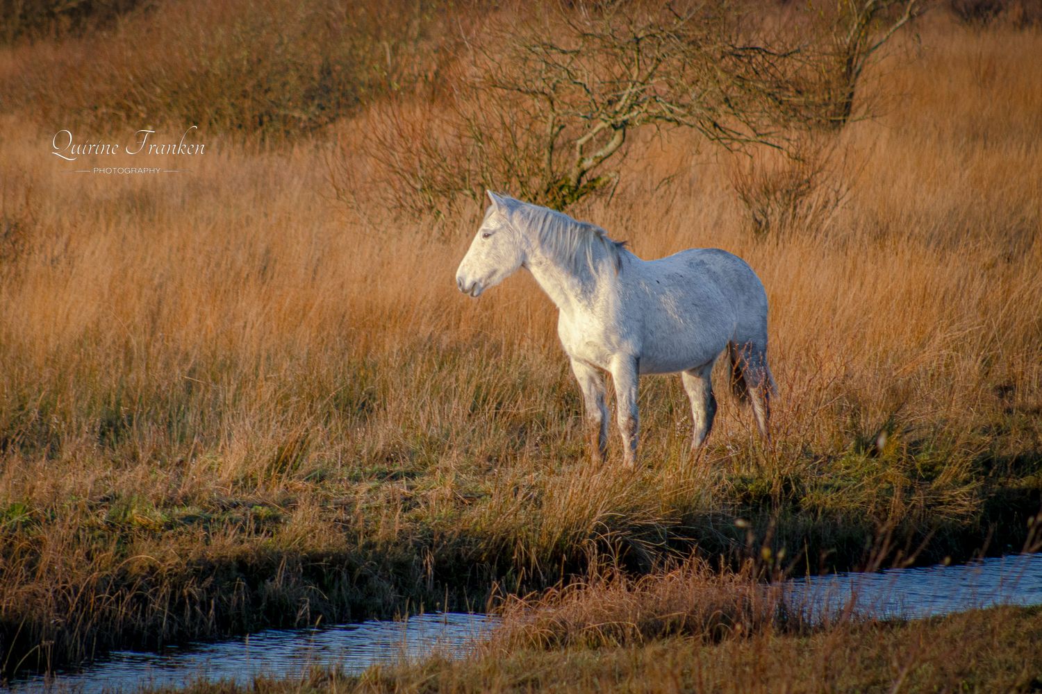 Grey Irish wild horse wall art prints are available
