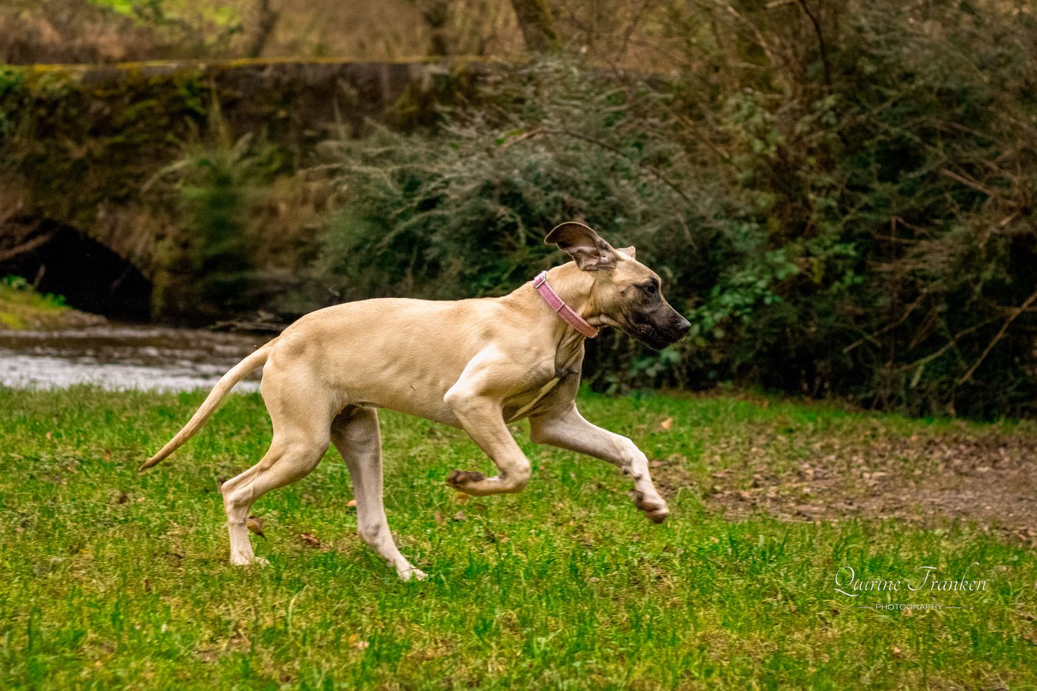Great Dane puppy photography running across a field