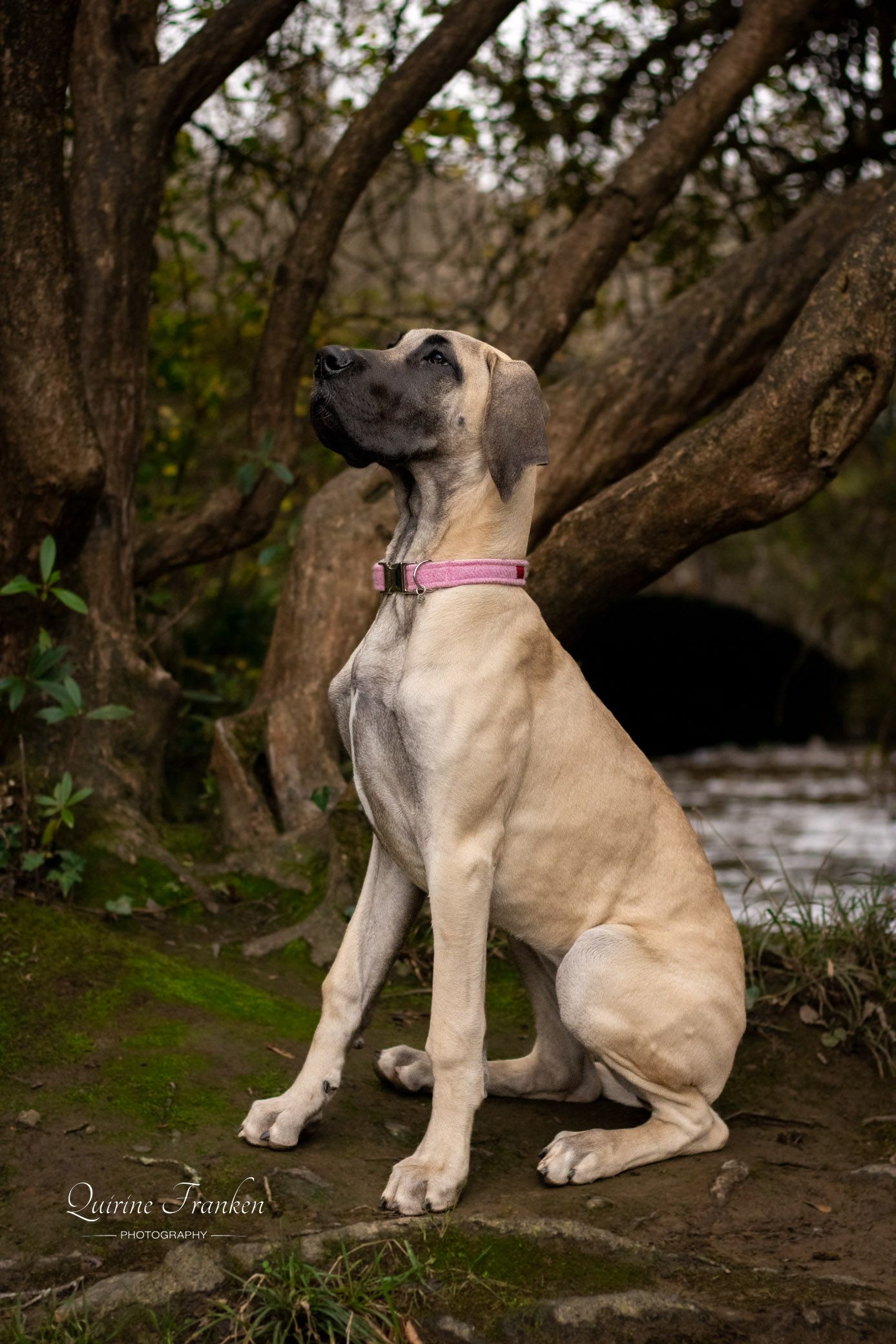 Great Dane puppy photography in sitting pose