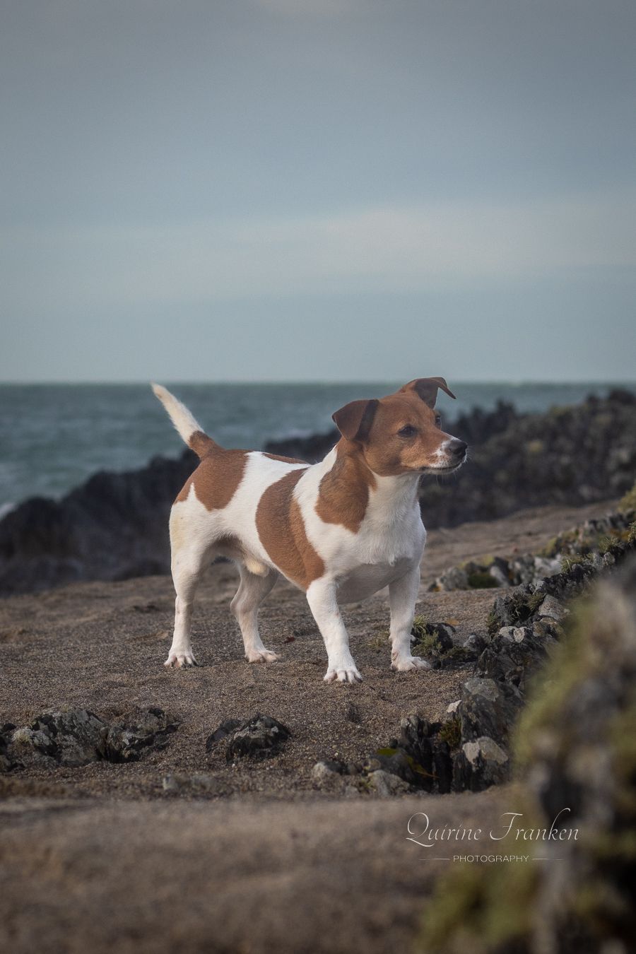 Jack Russel on the beach during a dog photography session