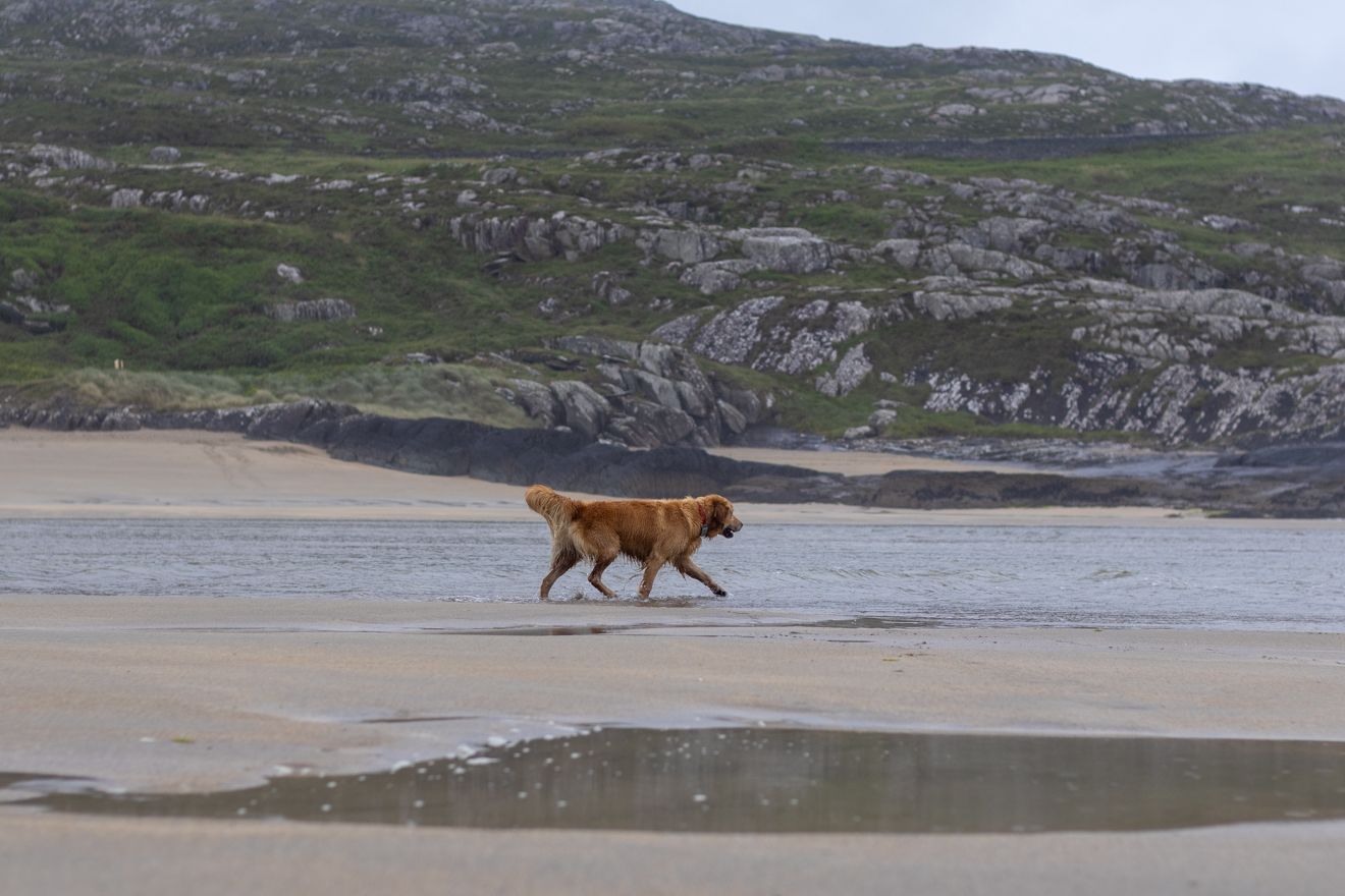 Golden retriever at Barley Cove