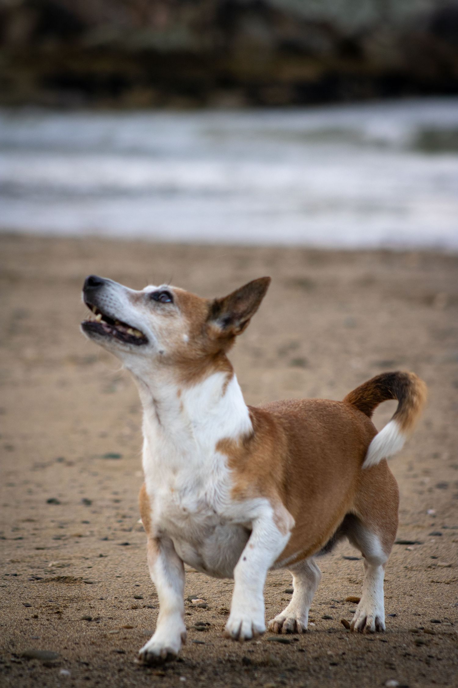 Jack Russel posing At a beach photoshoot with your dog in County Cork