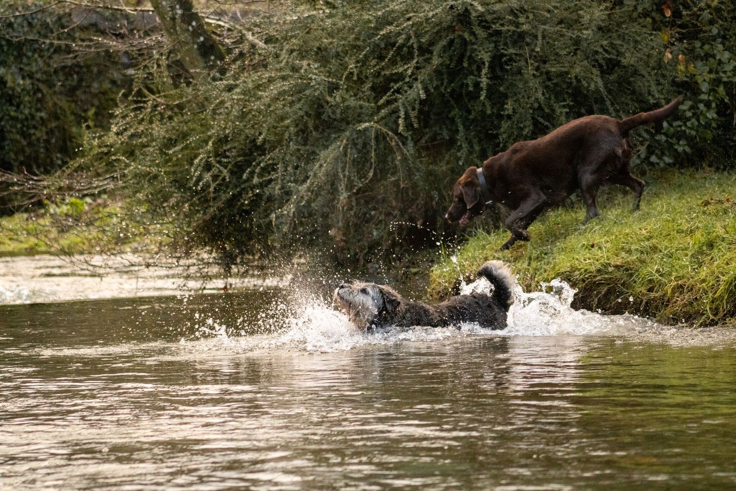 Creative dog photoshoot: two dogs splashing in the water