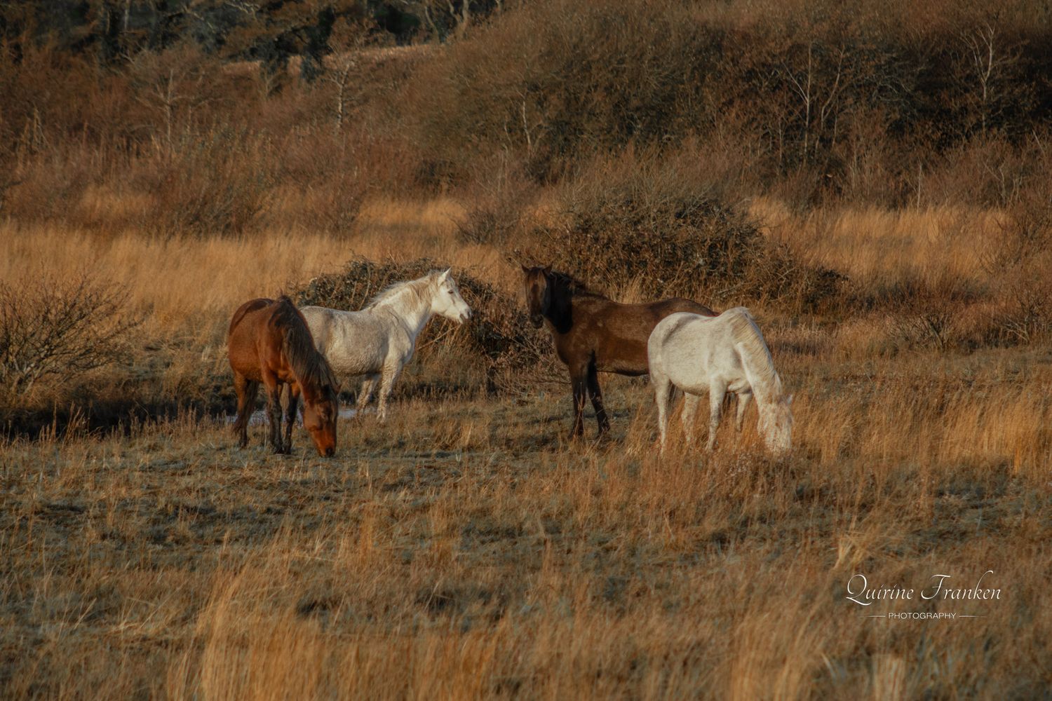 Group Irish wild horse wall art prints are available