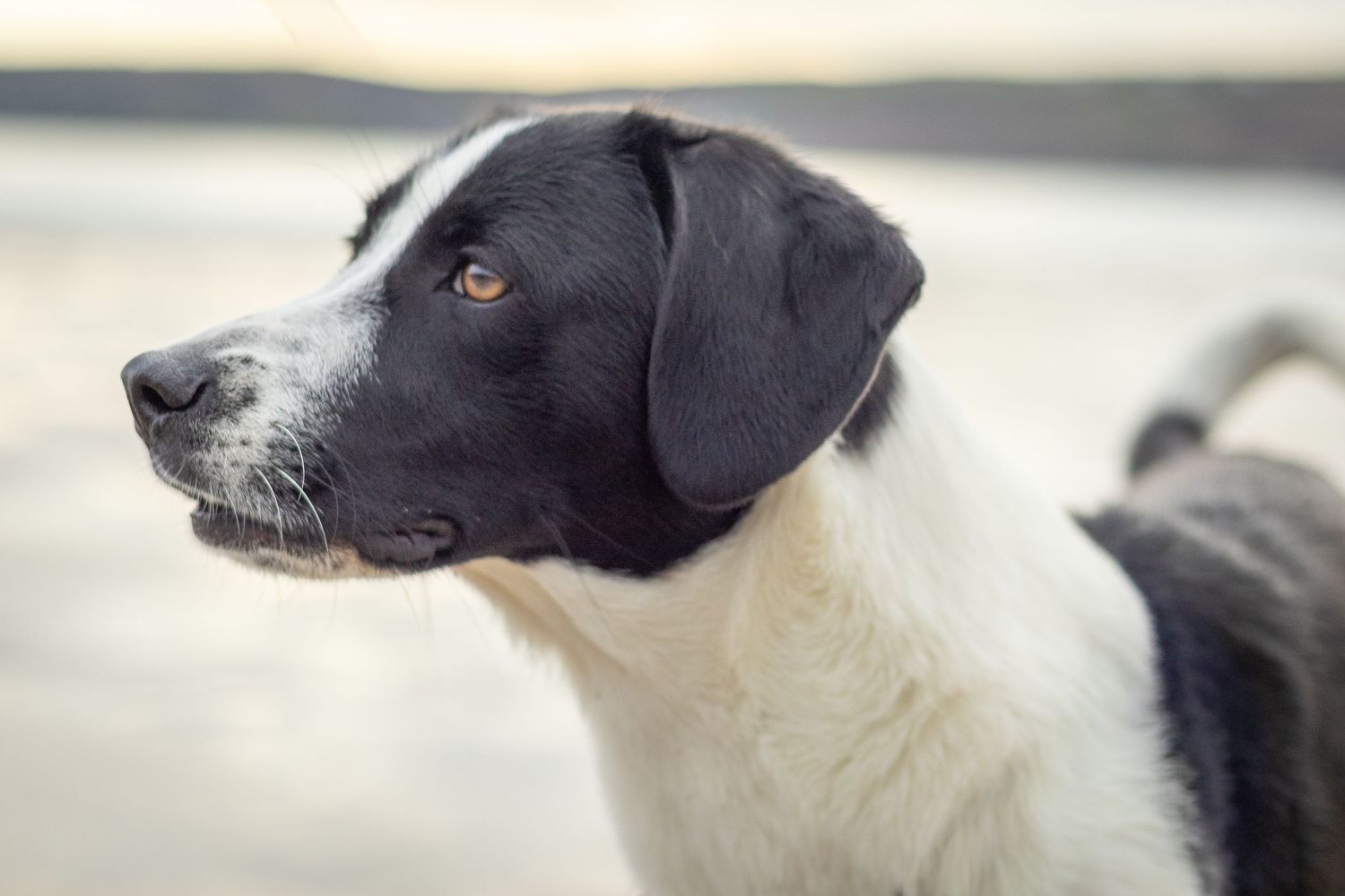 Rescue dog Pip at her holiday photoshoot in West Cork