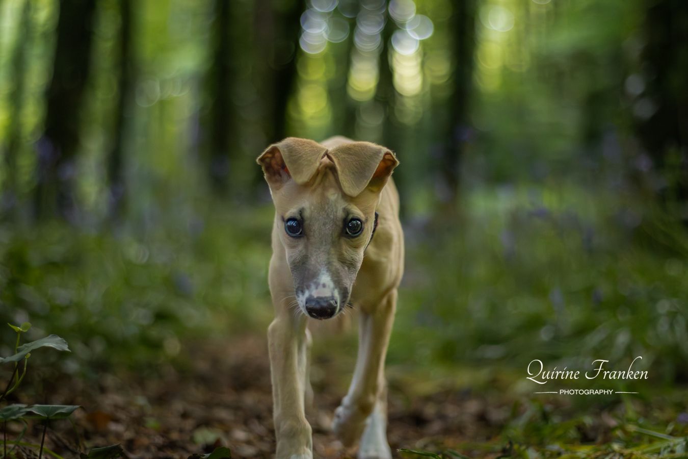 Puppy lurcher of 12 weeks on his first dog photoshoot