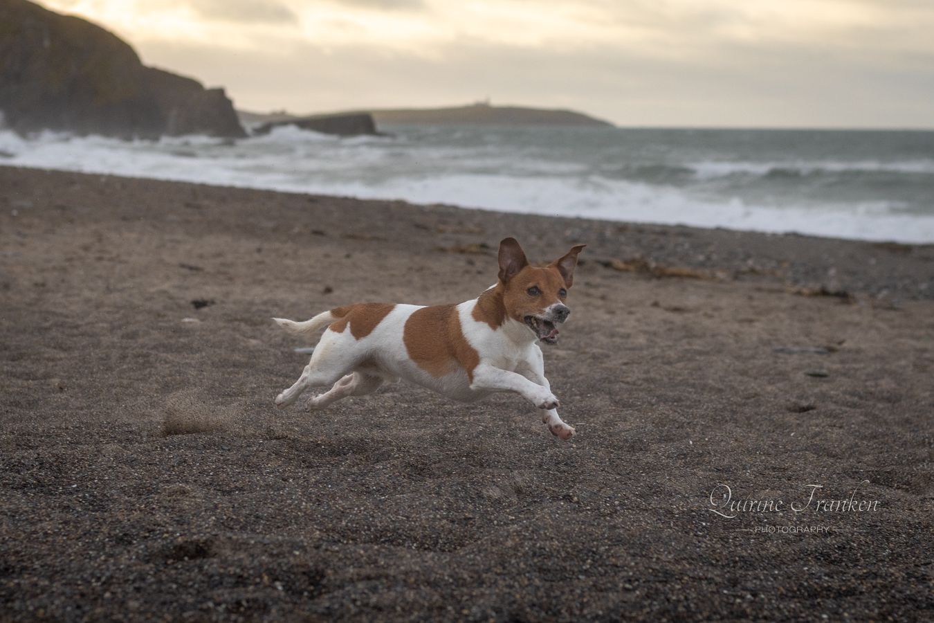 Jack Russel dog running at the beach in West Cork during photoshoot