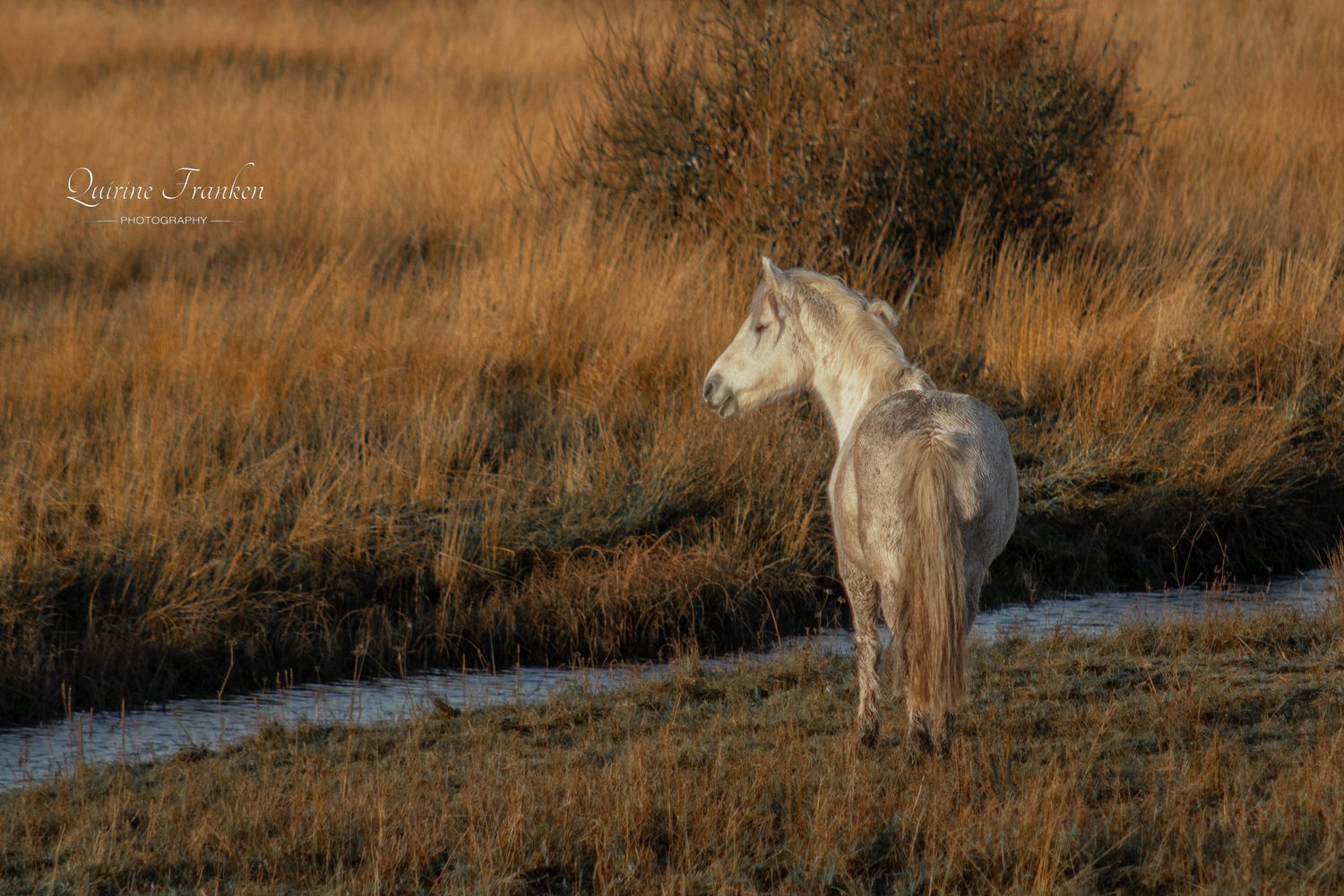 Grey Irish wild horse wall art prints are available