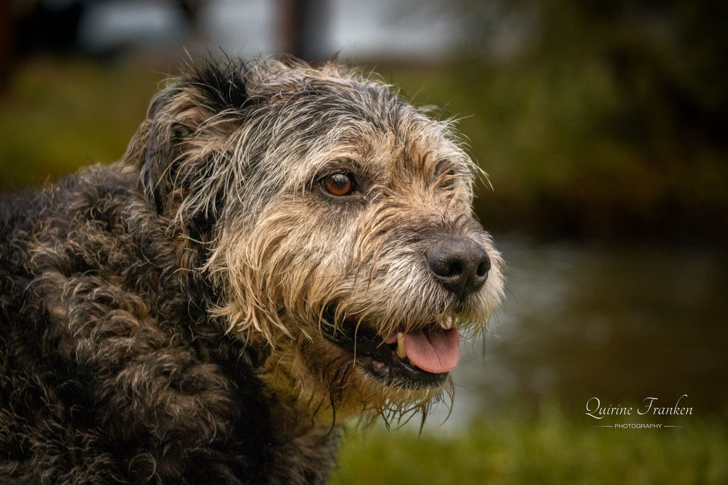 County Cork dog photography
