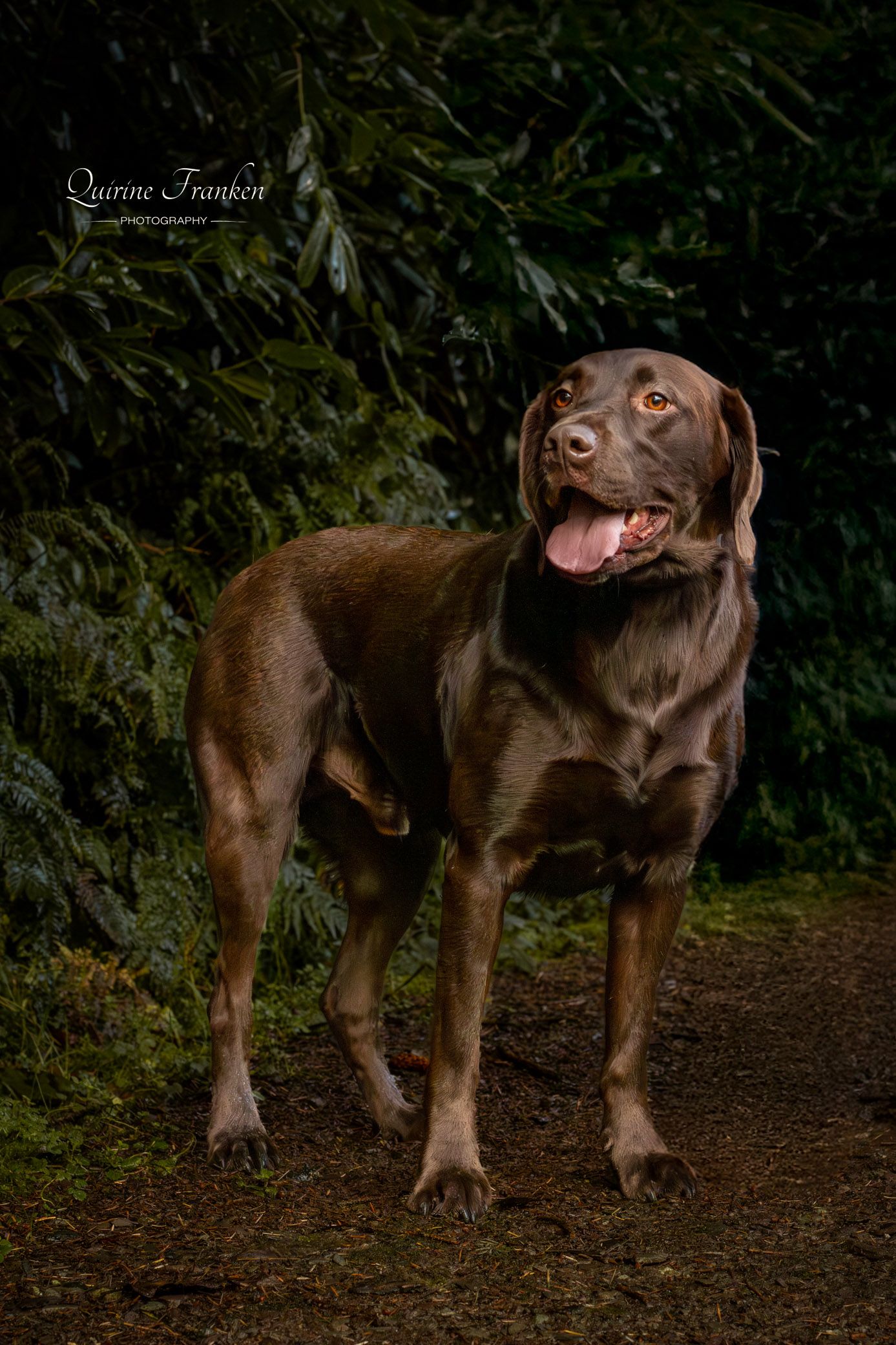 County Cork dog photography