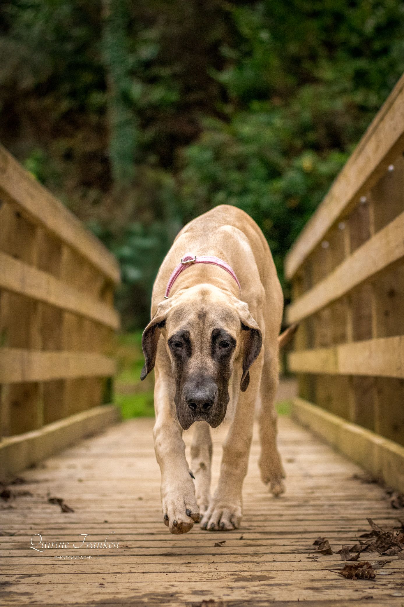 Great Dane puppy photography walking across a bridge