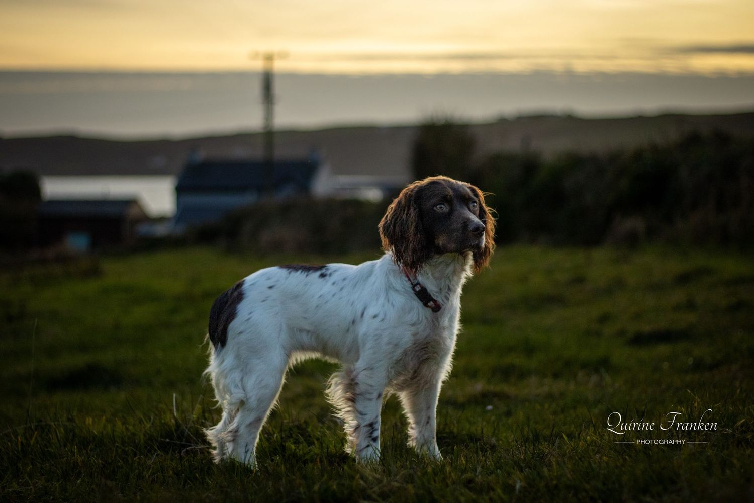Adopting an Irish rescue dog