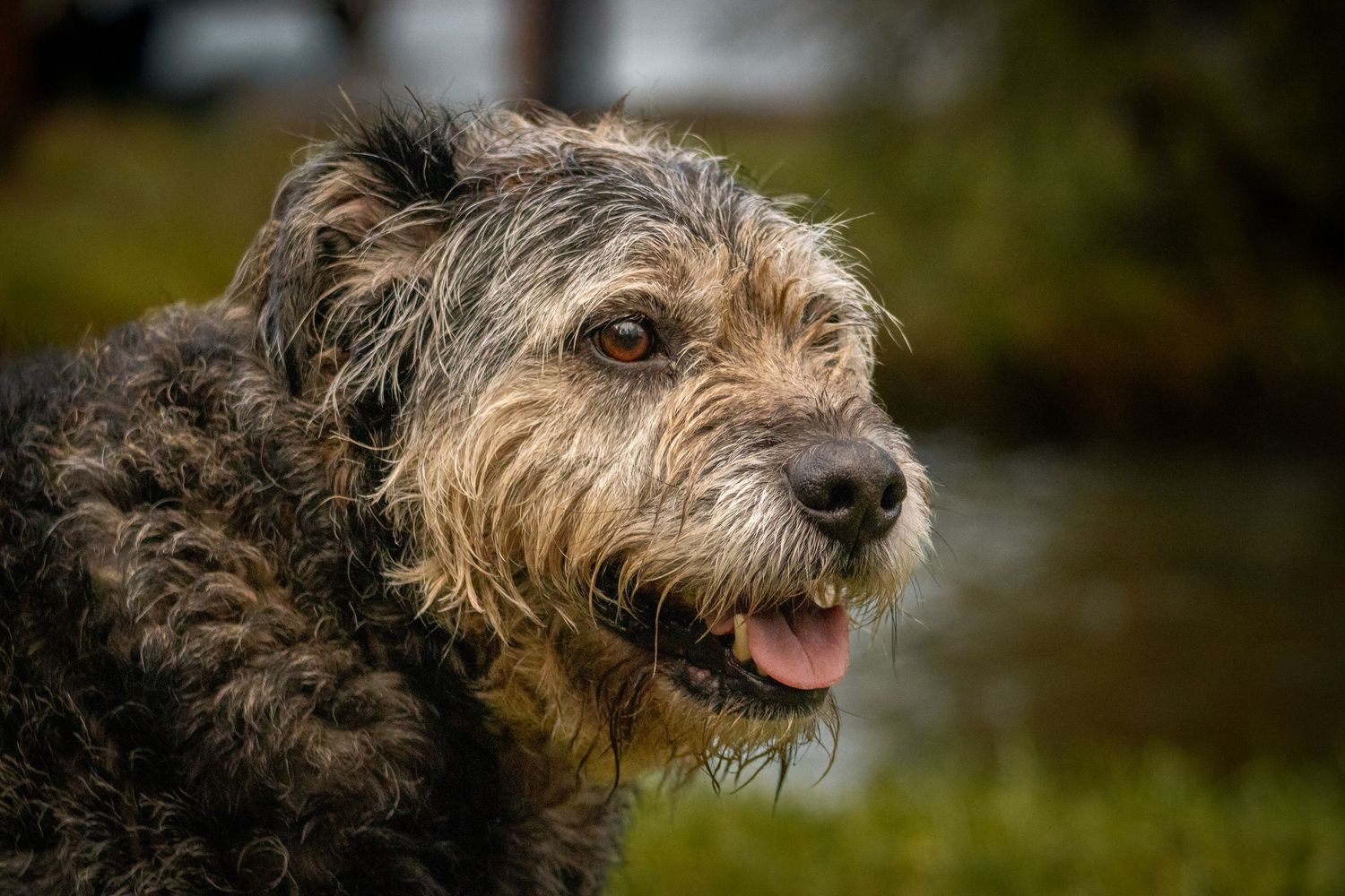 Headshot of a scruffy black and brown terrier in a creative dog photoshoot