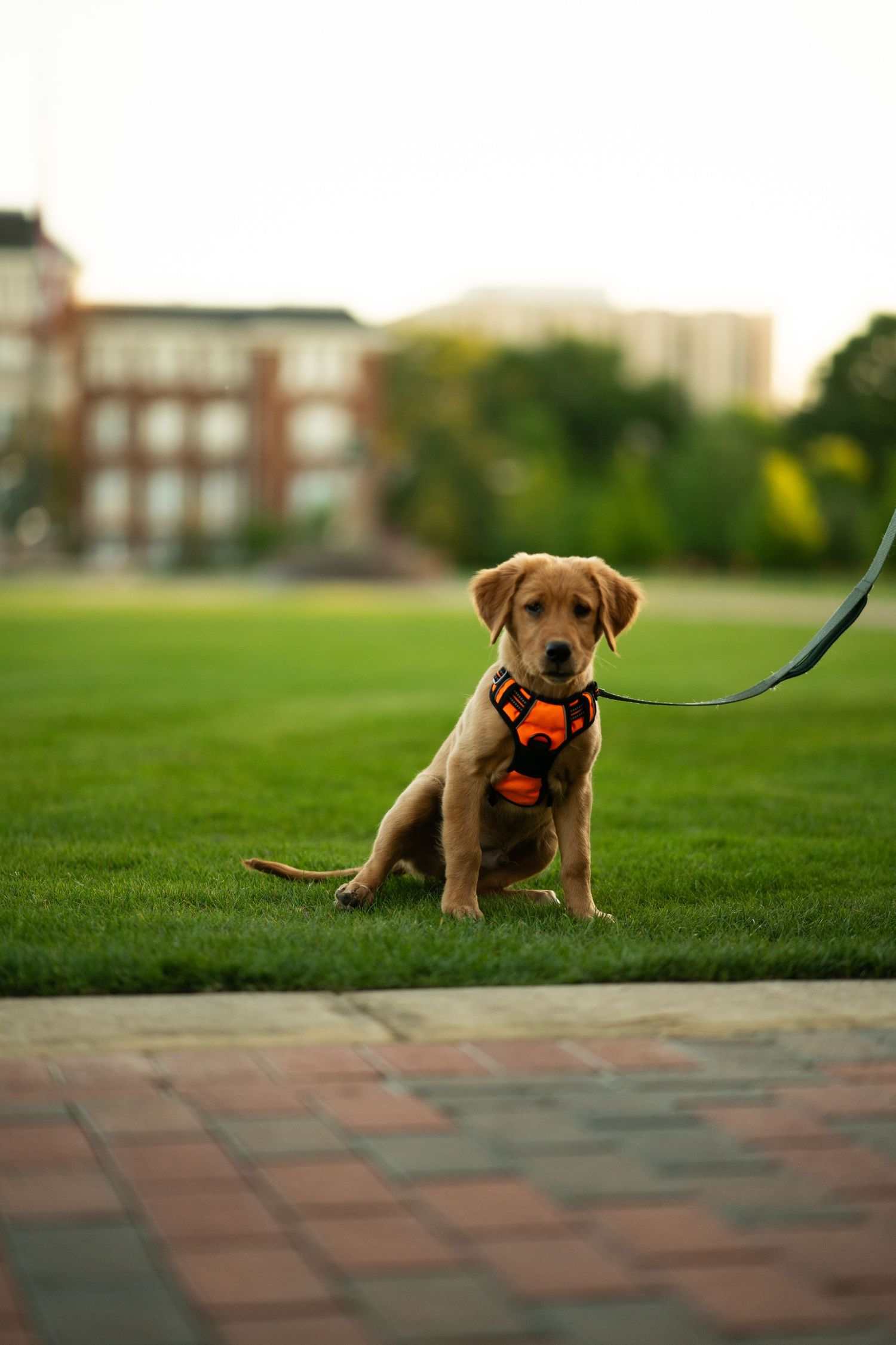 dog in mississippi