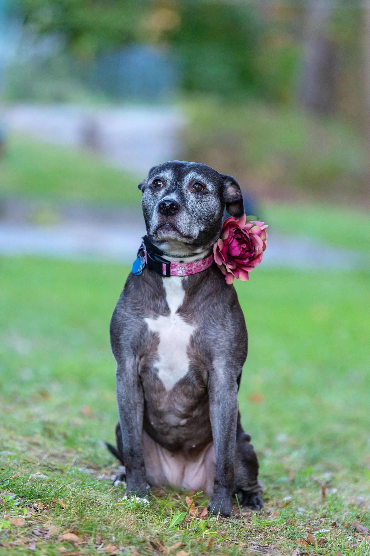 A gray and white pit bull sits in grass wearing a pink flower accessory during an outdoor photo session.
