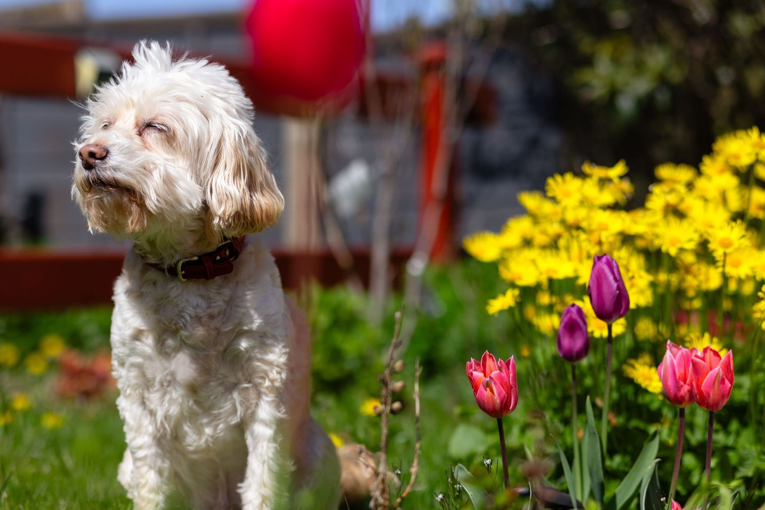 Dog playing with ball during natural light pet photography session in Huddersfield
