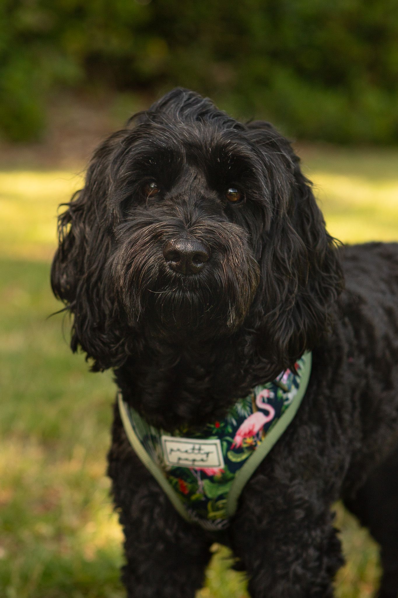 Happy cockapoo dog portrait sitting in meadow during professional pet photoshoot West Yorkshire
