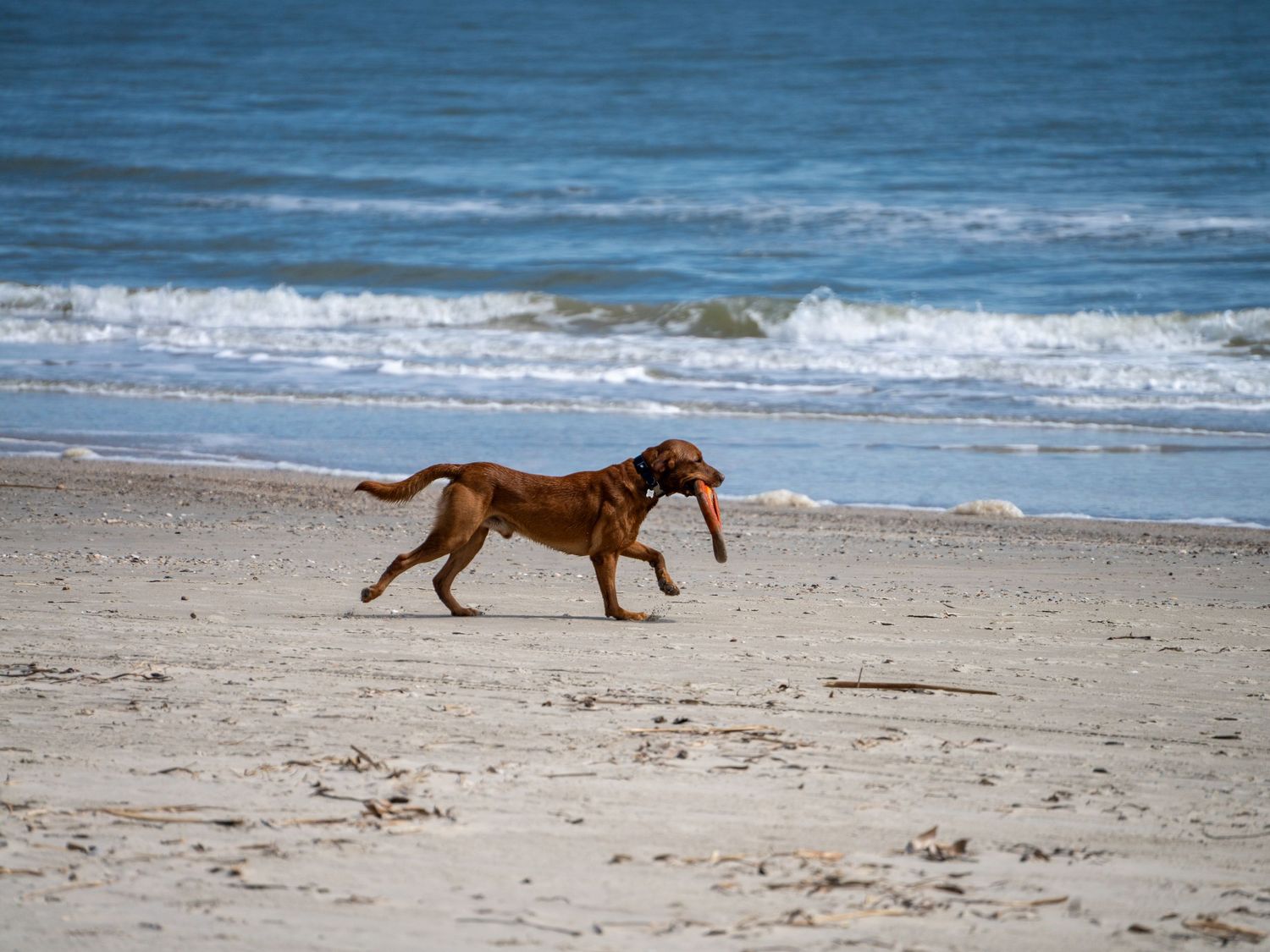 A brown dog runs playfully along a sandy beach with ocean waves in the background.