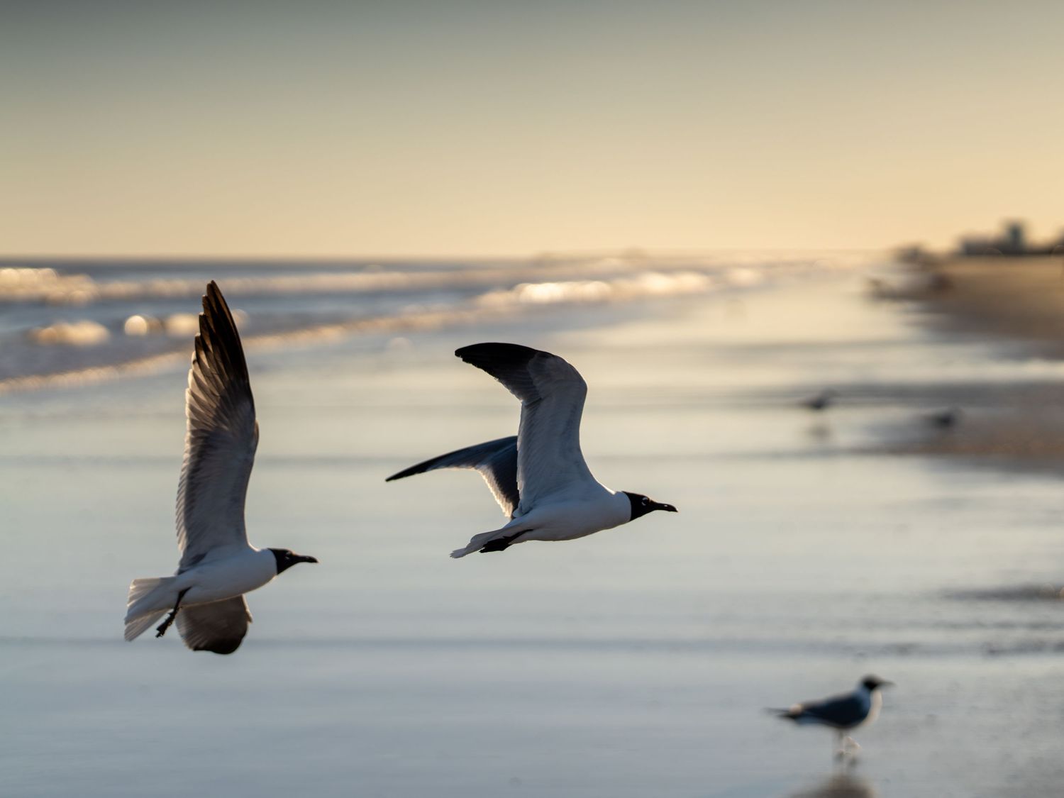 Silhouettes of seabirds flying over a beach at sunset with golden light.