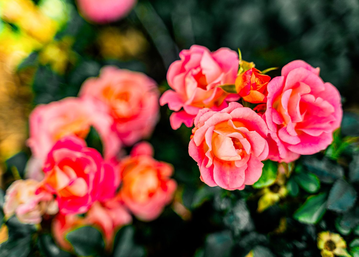 Beautiful pink roses bloom against dark green foliage in a garden.