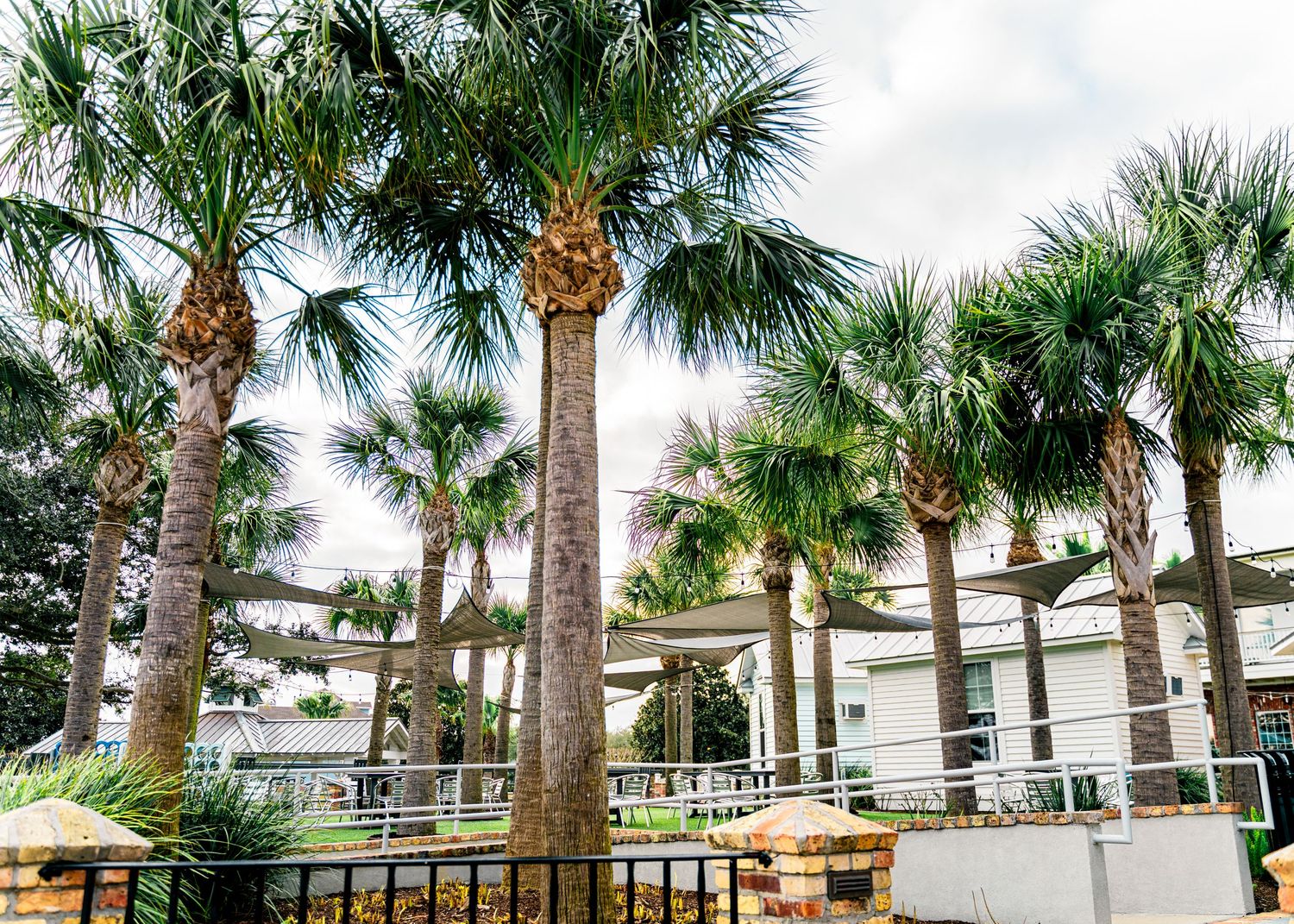 Row of tall palm trees lining a beachfront walkway with white fencing.