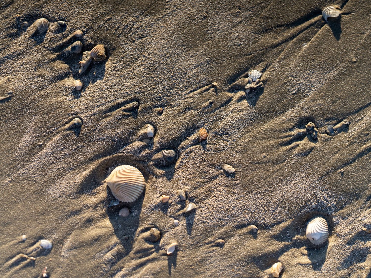 Footprints and tracks in wet sand along a beach shoreline.