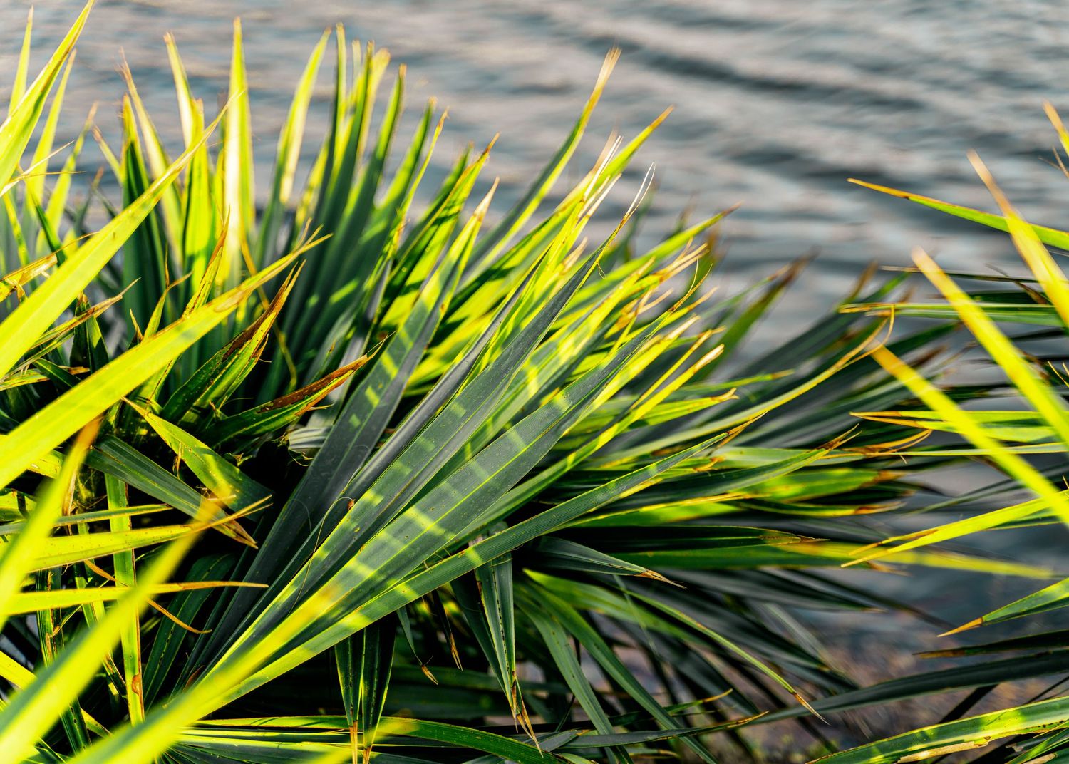 Vibrant green palm fronds backlit by sunlight with water in the background.