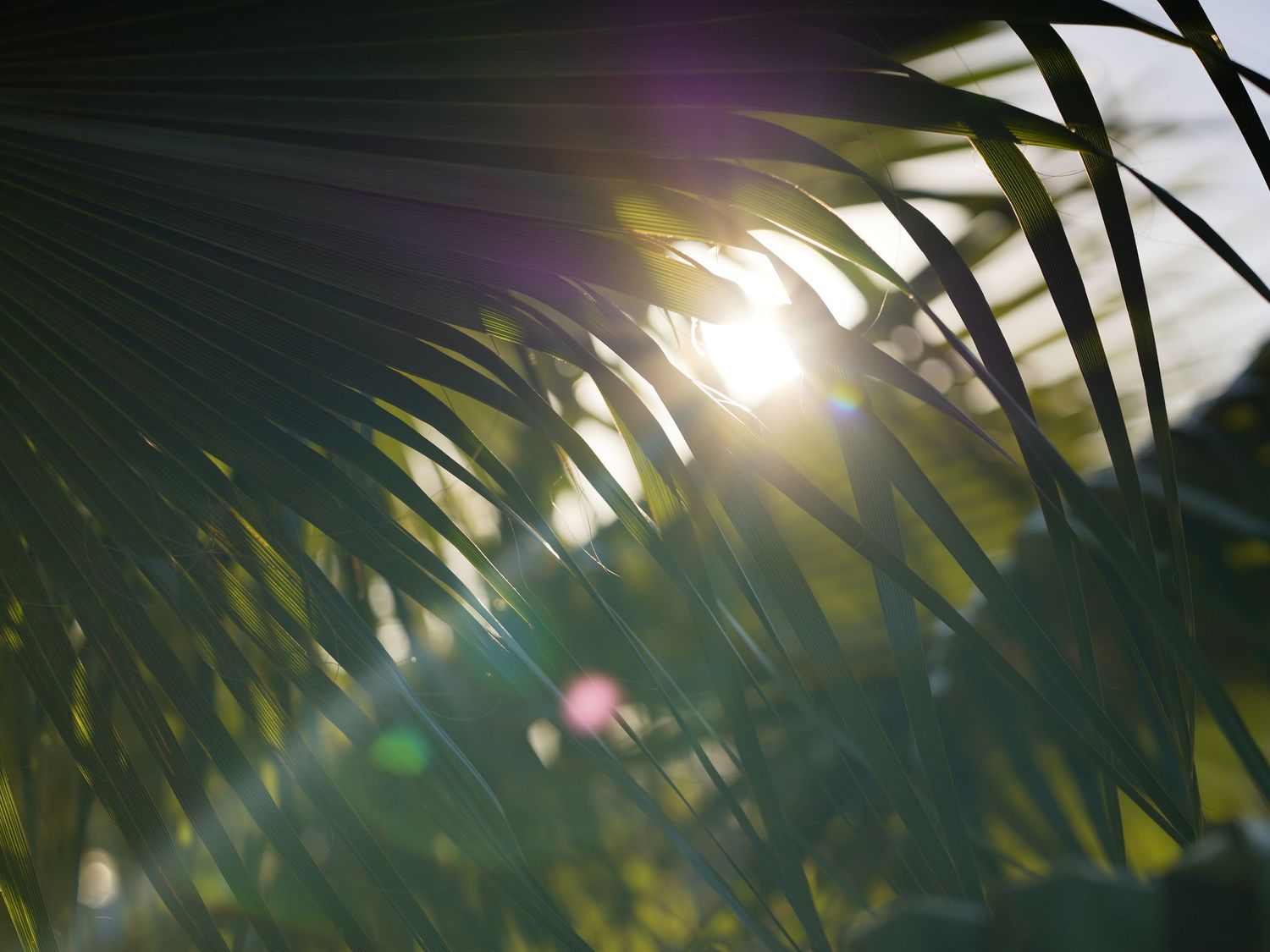 Sunlight filtering through palm fronds creating a dramatic backlit silhouette effect.