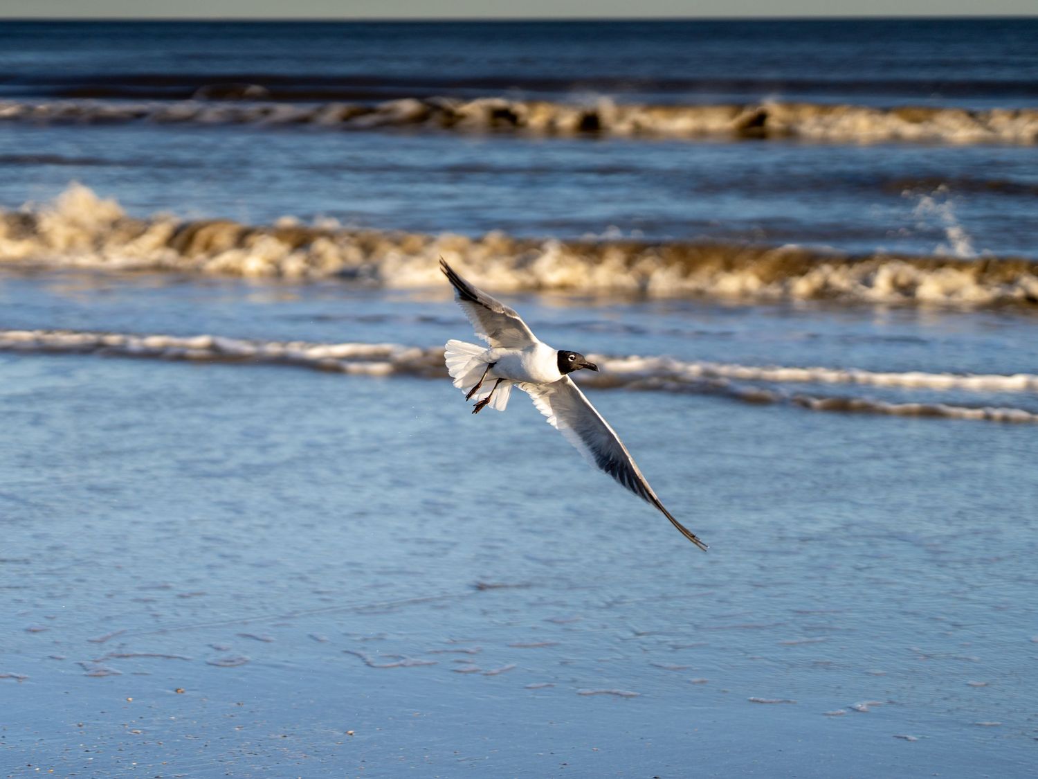 Seagulls glide gracefully over blue ocean waves at the beach during daytime.