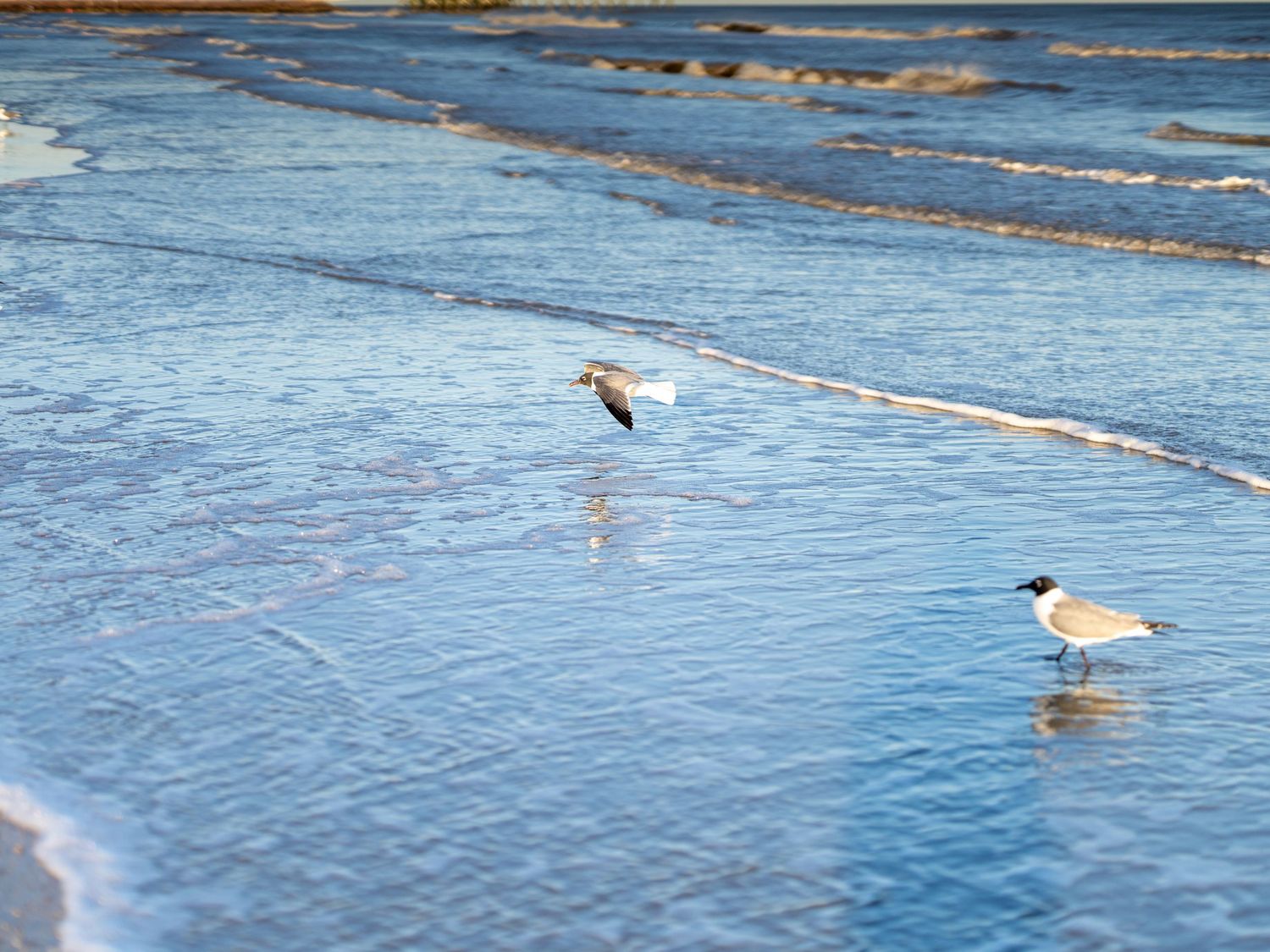 Seabirds walking and flying over shallow ocean water at the beach.