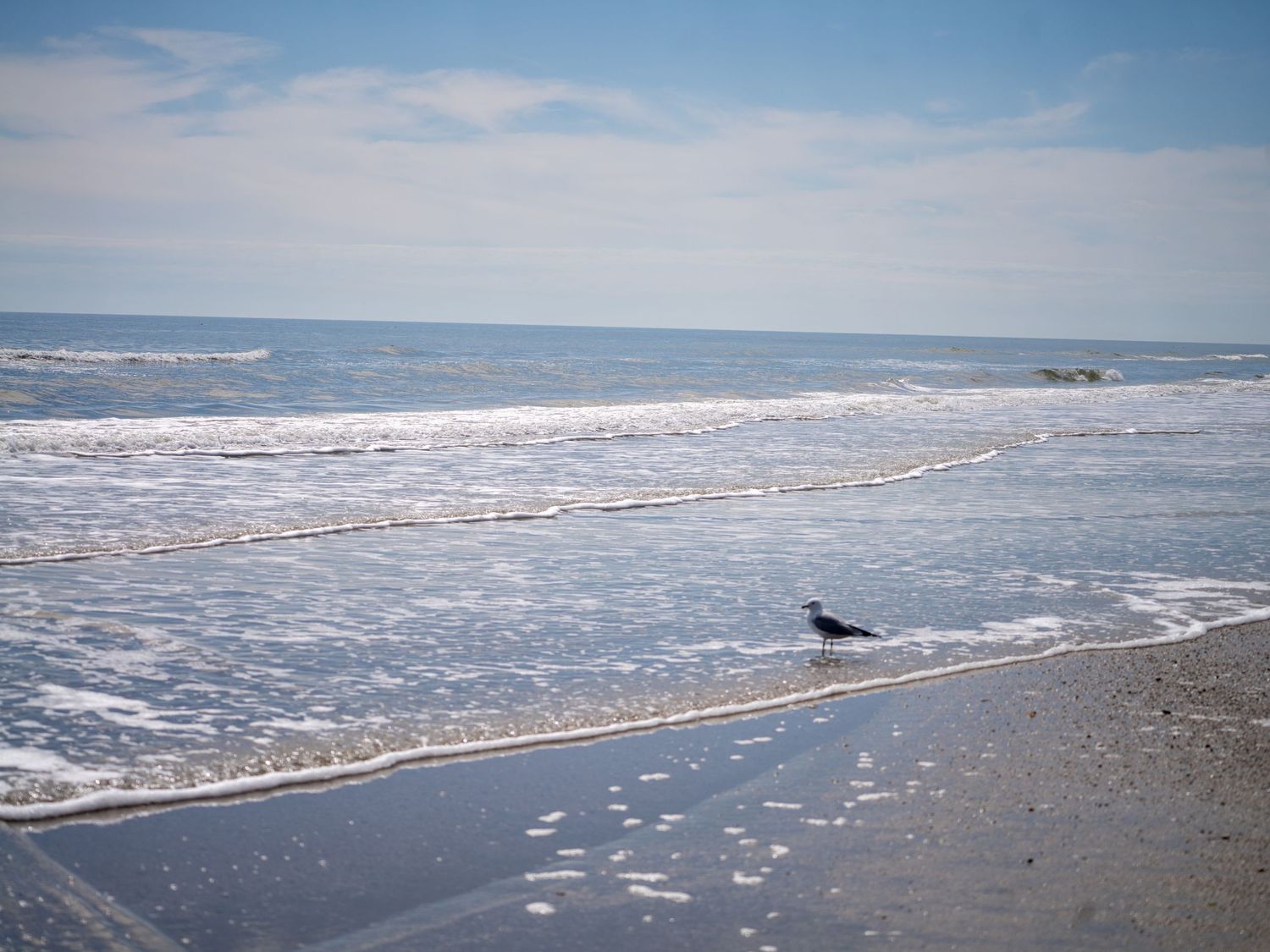 Lone seagull walking along a sandy beach with waves rolling in under blue skies.