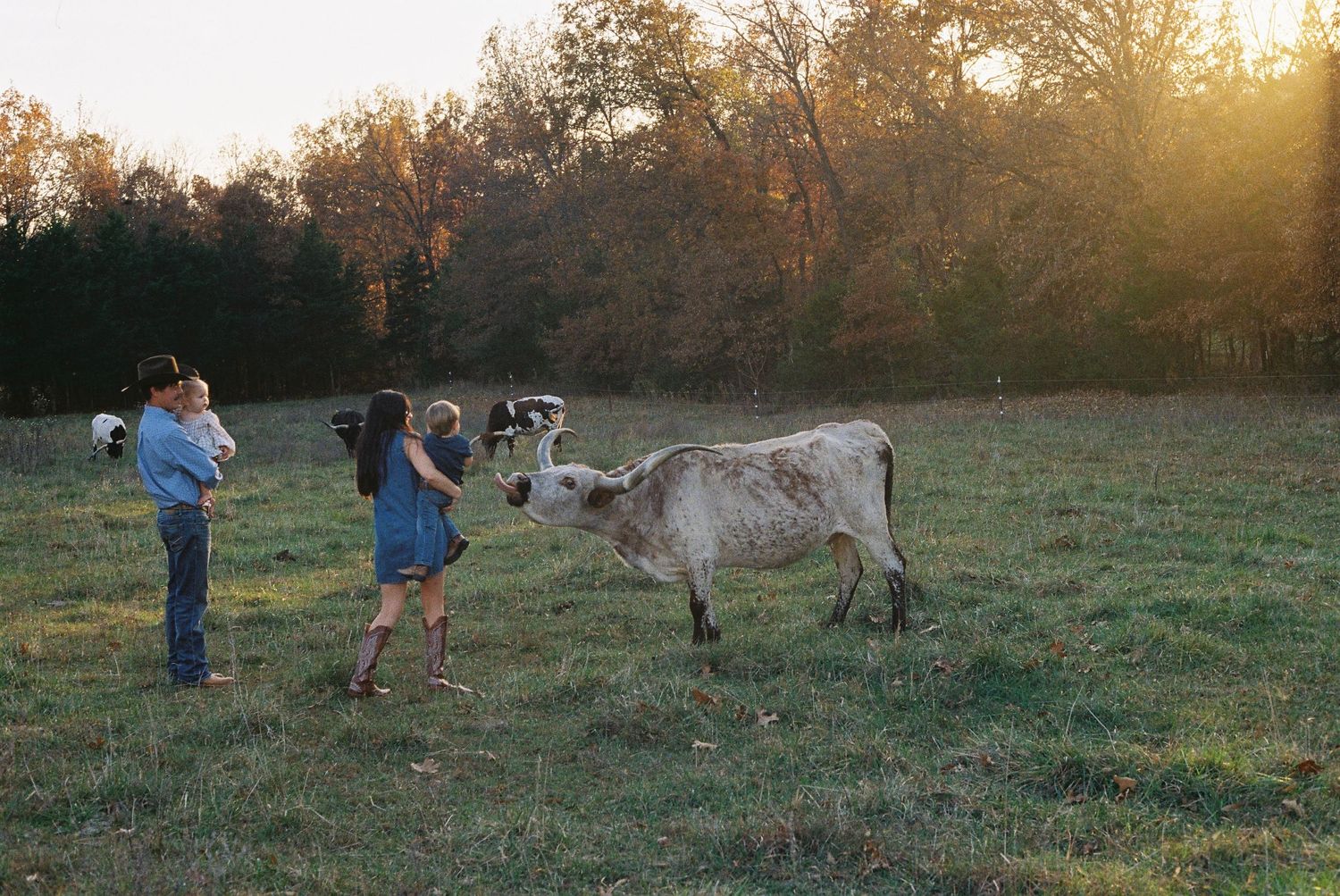 People interact with large spotted cow in sunny field at sunset.
