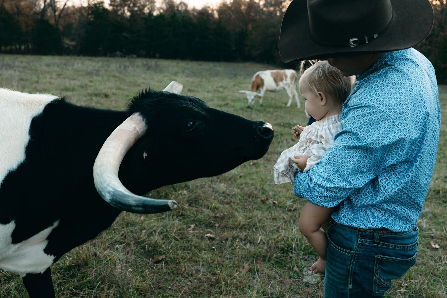 A curious cow approaches while someone holds a small child in a rural field setting.