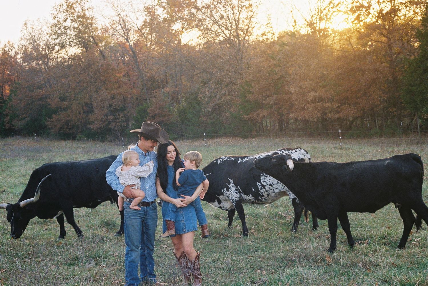 Black cattle grazing in a field during sunset.
