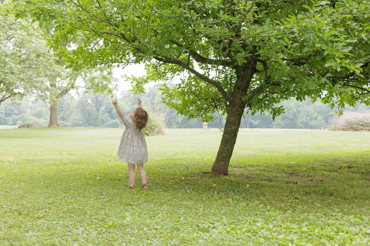 Young girl picking an apple from a tree in her yard. Central Pennsylvania Photographer