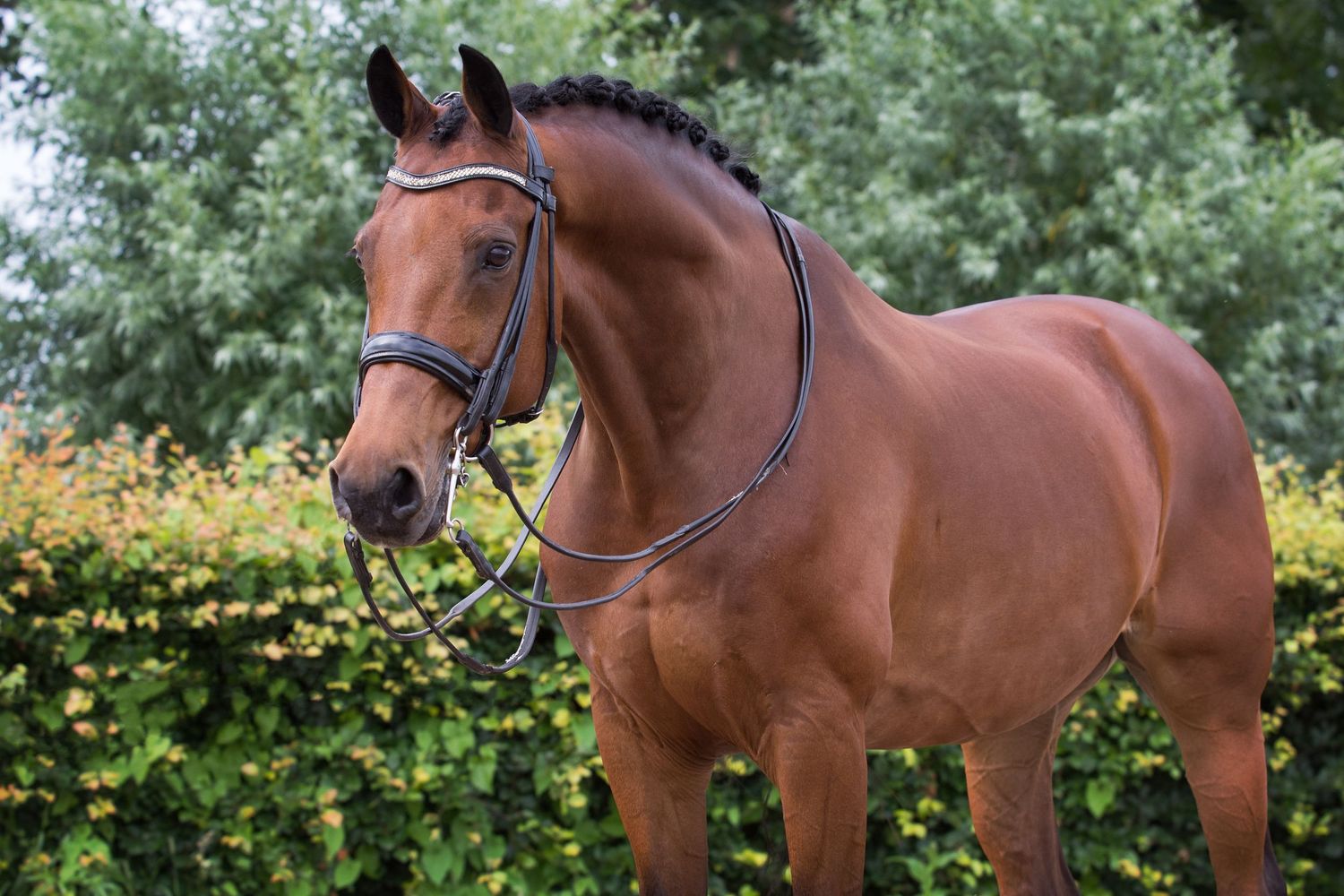 Portfolio paard
