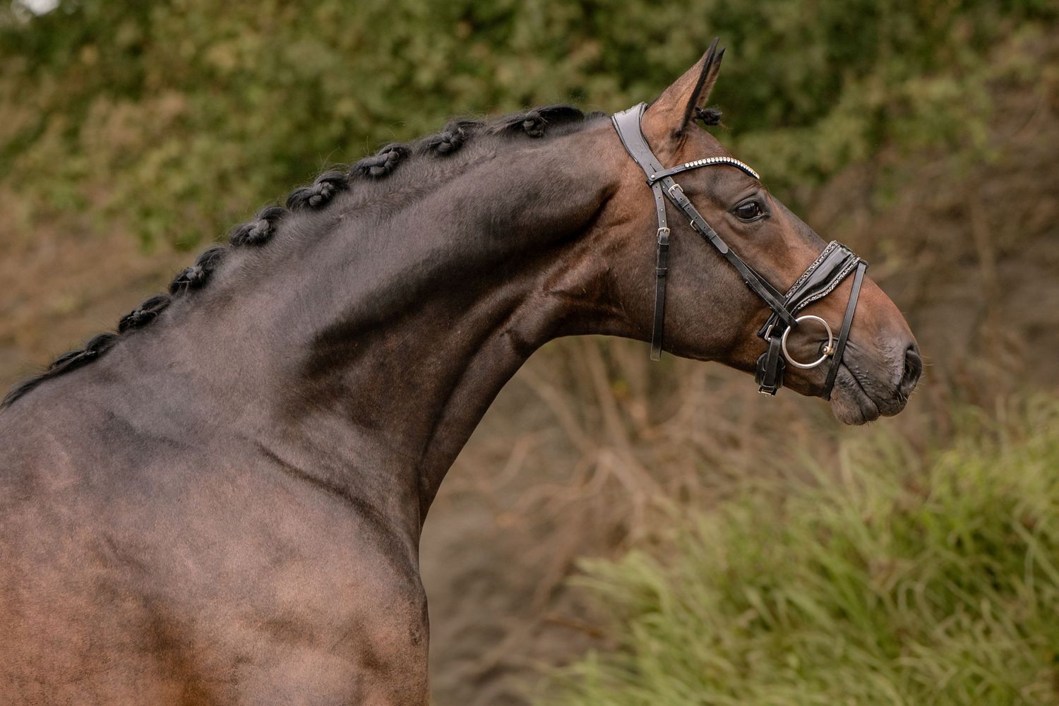 Okidoki Stables
